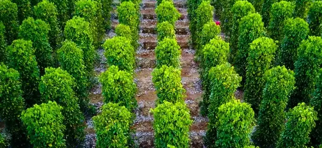 Visit Cardamom Plantation at Petite Village