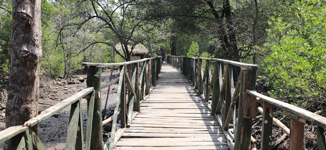 Explore the Limestone Caves