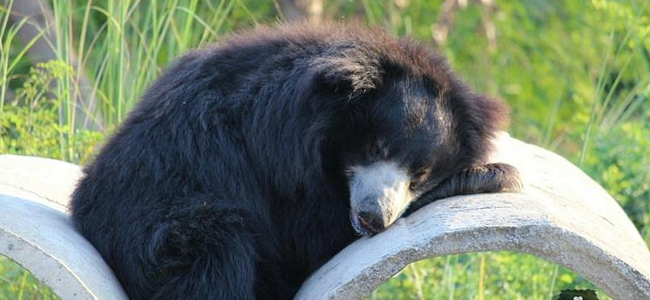 Wildlife SOS